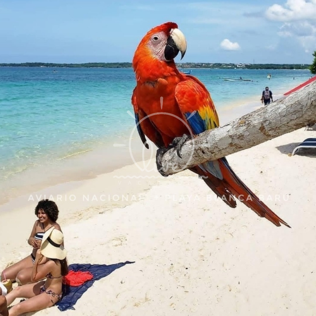 National Aviary of Colombia – Barú | An educational and natural experience among the country's most spectacular birds