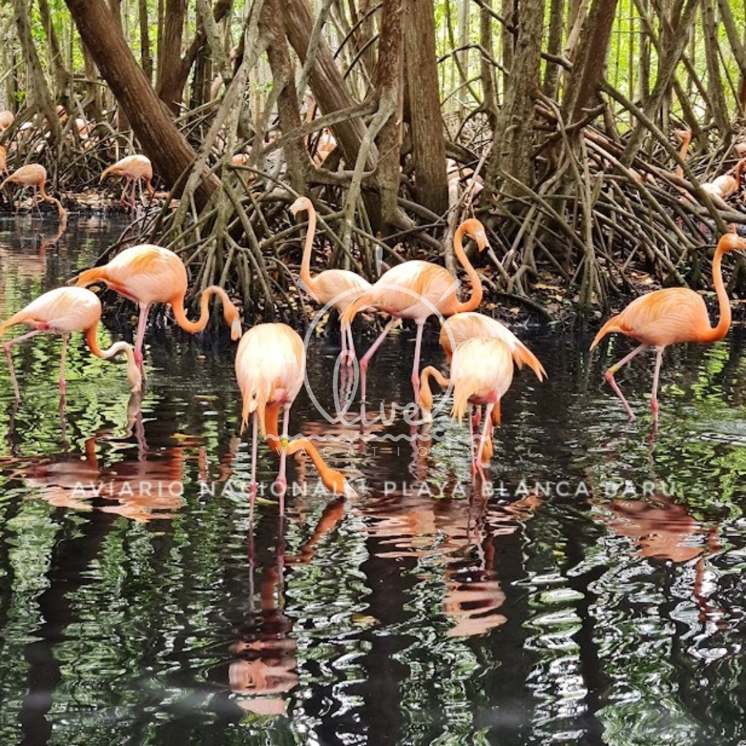 National Aviary of Colombia – Barú | An educational and natural experience among the country's most spectacular birds