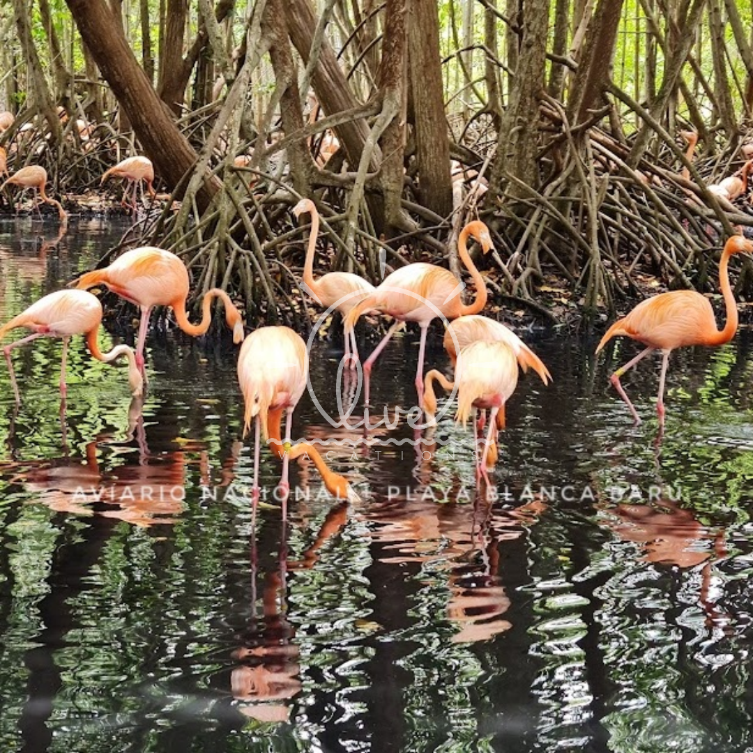 Aviario Nacional + Playa Blanca Baru