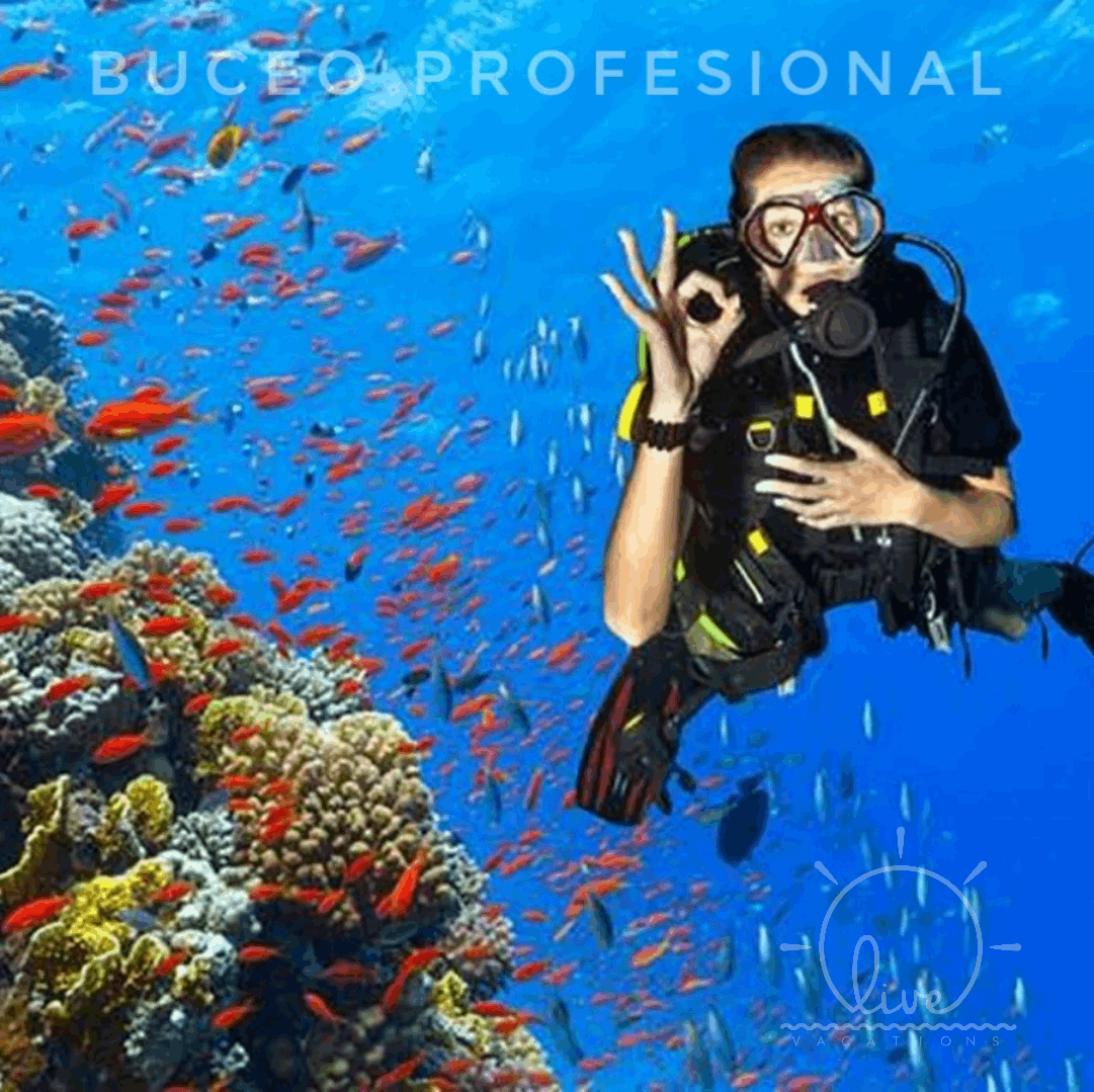 Buceo Profesional – Isla Barú | Sumérgete en las profundidades del Caribe y vive la emoción del buceo - Live Vacations Tours