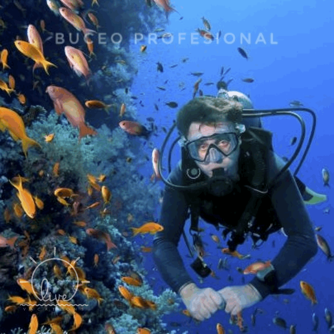 Buceo Profesional – Isla Barú | Sumérgete en las profundidades del Caribe y vive la emoción del buceo - Live Vacations Tours