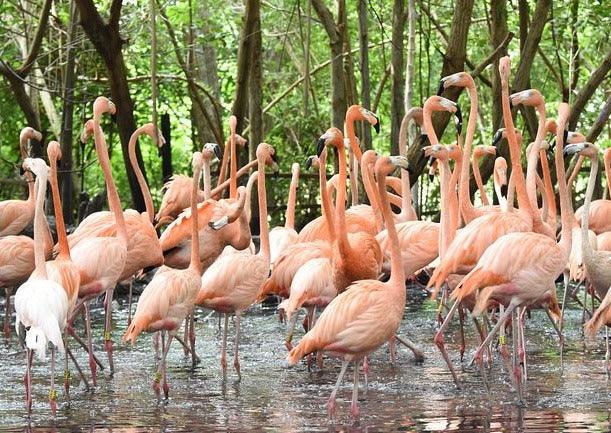 Aviario Nacional de Colombia – Barú | Una experiencia educativa y natural entre las aves más espectaculares del país -