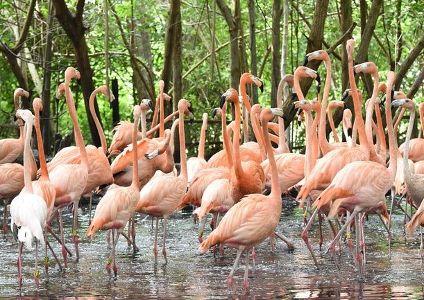 Aviario Nacional + Playa Blanca Baru