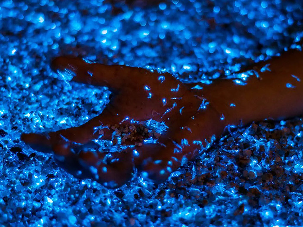 Playa Blanca + Light Plankton – Barú Island | A full day of sun and sea that concludes with an unforgettable natural spectacle