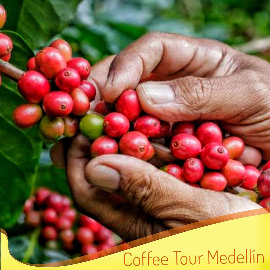 Tour Café Medellín: Experiencia sensorial única en Antioquia