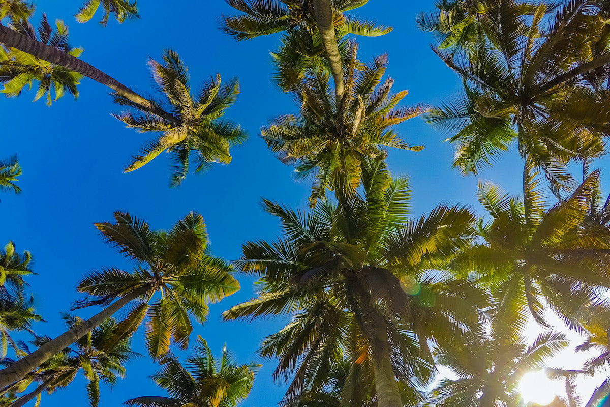 Palmarito Beach – Isla Tierra Bomba | Diversión, playa y relax para toda la familia