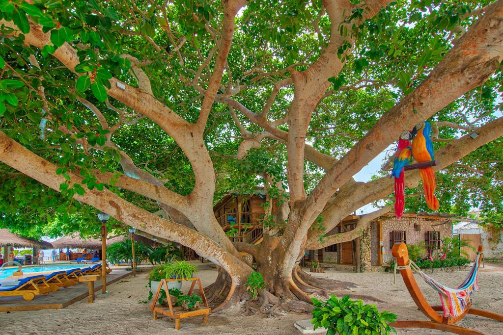 Isla del encanto -  isla de rosario | Un paraíso tropical para relajarte, explorar y conectarte con el mar