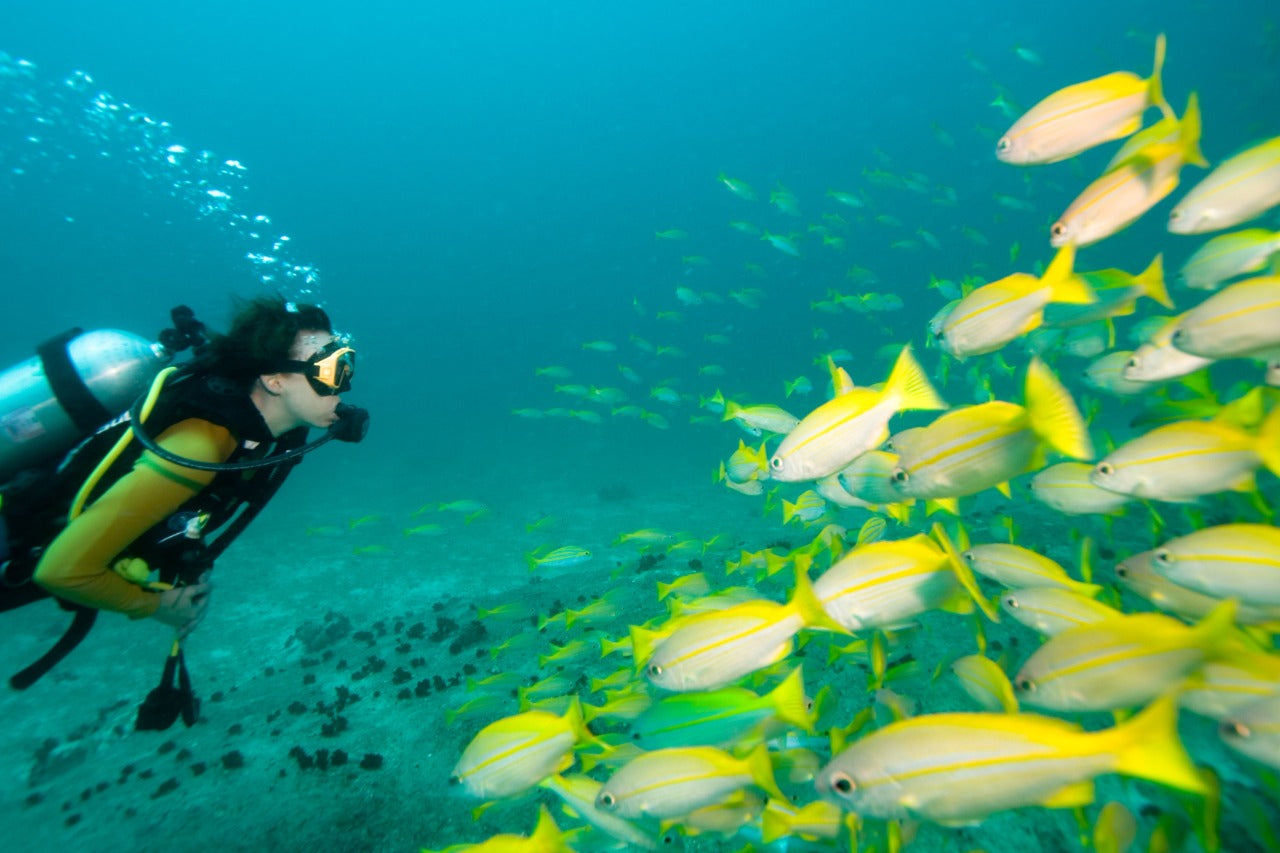 4 VIP Islands - Premium Plankton | Luxury, nature, and adventure in the heart of the Caribbean